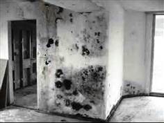 Severe Mold Infestation